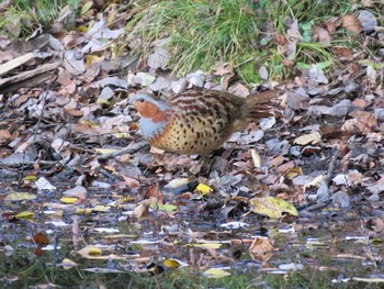 2018年12月8日(土) 大麻生野鳥の森公園の野鳥観察記録