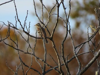 カシラダカ 大麻生野鳥の森公園 2018年12月8日(土)