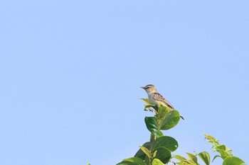 セッカ 多摩川 2020年8月6日(木)