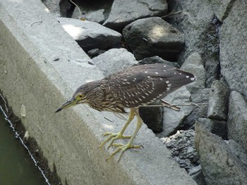 2020年8月19日(水) 葛西臨海公園の野鳥観察記録
