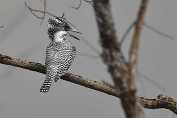 Crested Kingfisher 三田市 Wed, 4/6/2016