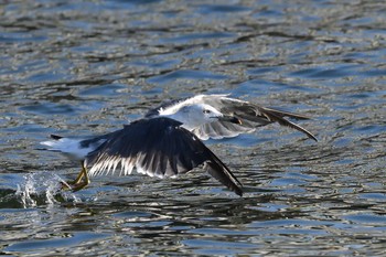 Black-tailed Gull 堺浜 Wed, 8/19/2020