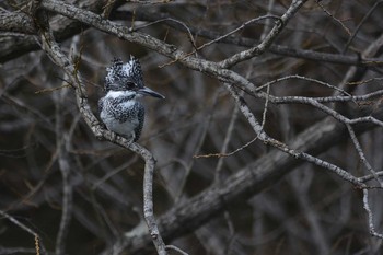 Crested Kingfisher 三田市 Wed, 4/6/2016