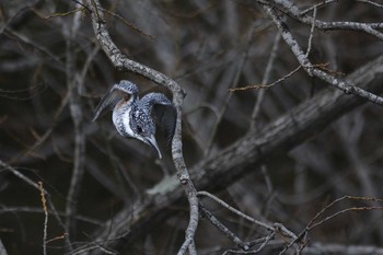 Crested Kingfisher 三田市 Wed, 4/6/2016