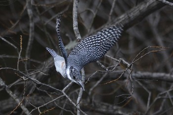 Crested Kingfisher 三田市 Wed, 4/6/2016