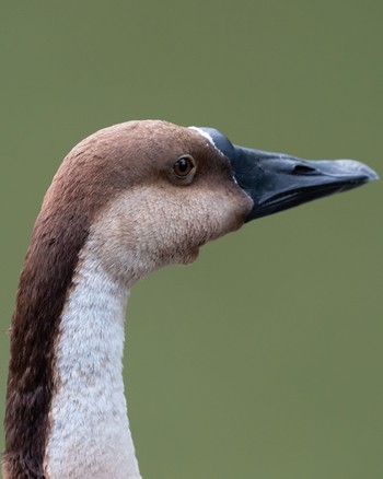 サカツラガン 大池親水公園 2020年8月18日(火)