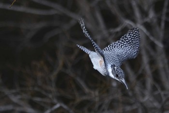 Crested Kingfisher 三田市 Wed, 4/6/2016