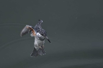 Crested Kingfisher 三田市 Wed, 4/6/2016