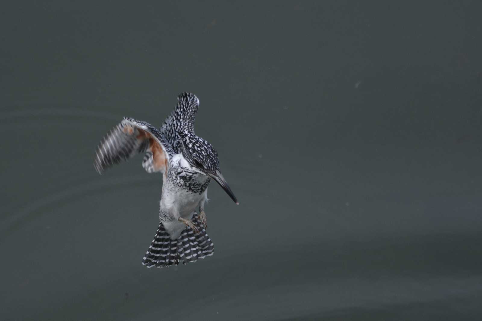 Photo of Crested Kingfisher at 三田市 by masaf123