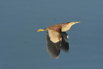 Yellow Bittern Unknown Spots Thu, 8/20/2020