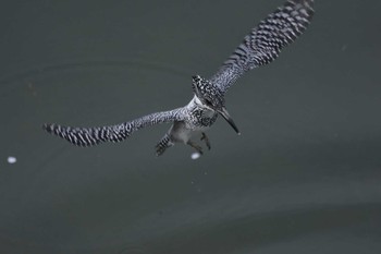 Crested Kingfisher 三田市 Wed, 4/6/2016