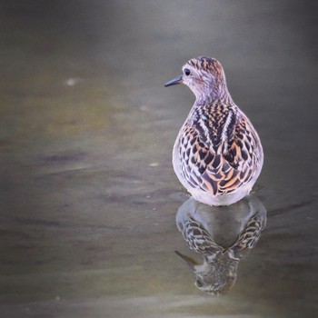 Long-toed Stint 金武町(沖縄県) Tue, 8/18/2020