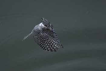 Crested Kingfisher 三田市 Wed, 4/6/2016