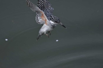 Crested Kingfisher 三田市 Wed, 4/6/2016