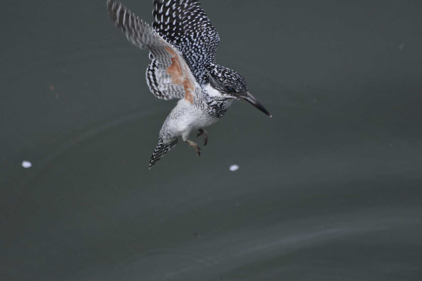 Photo of Crested Kingfisher at 三田市 by masaf123