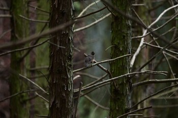 2020年5月6日(水) 近くの公園の野鳥観察記録