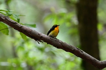 2020年5月9日(土) 近くの公園の野鳥観察記録