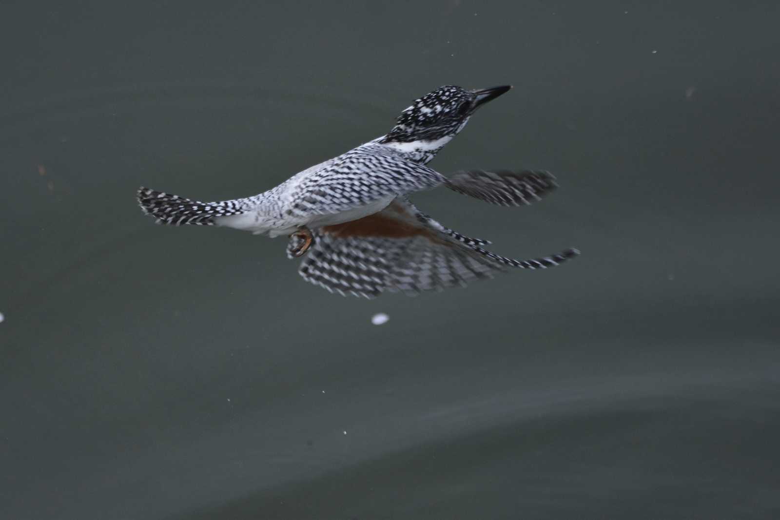 Photo of Crested Kingfisher at 三田市 by masaf123