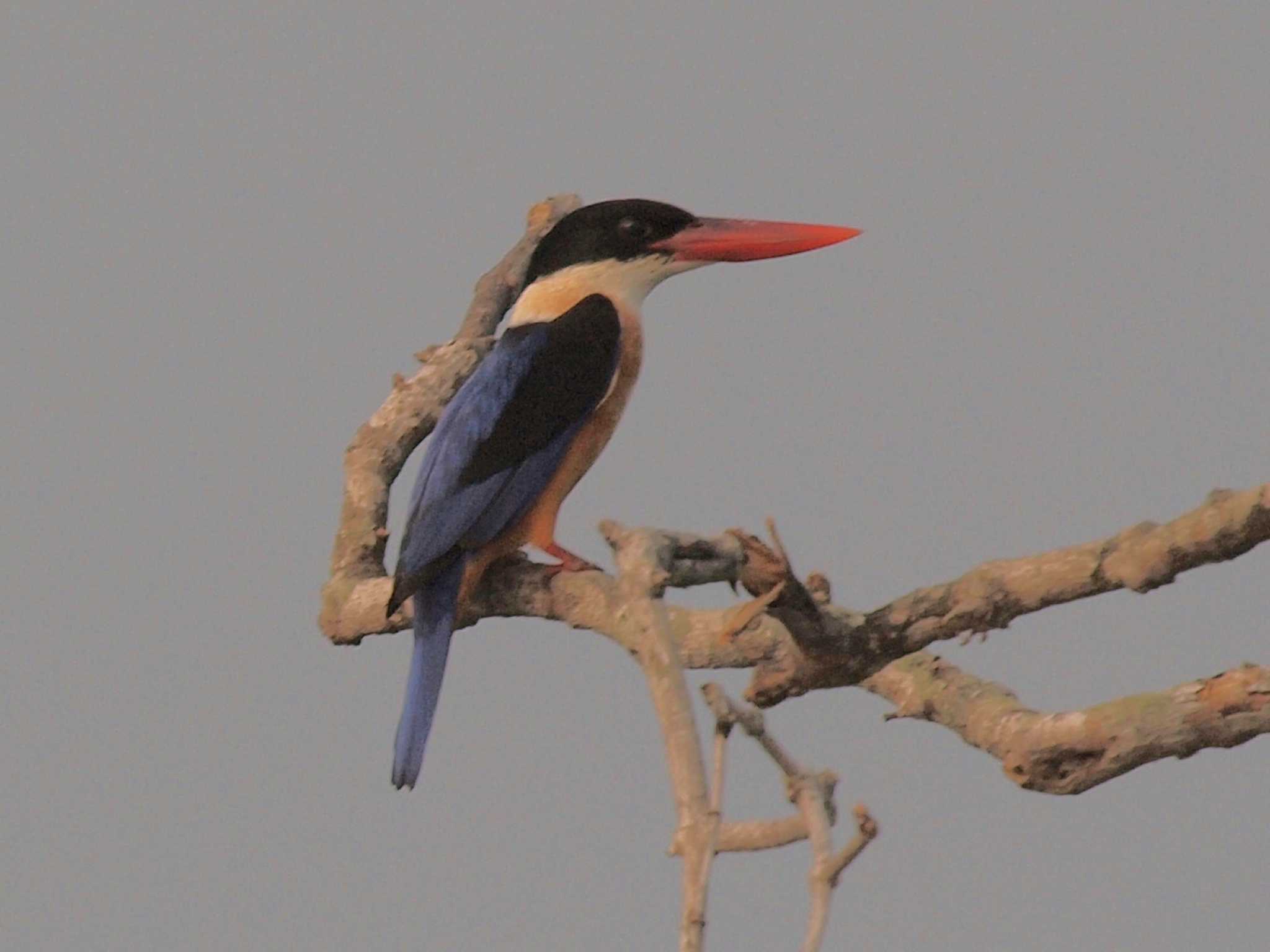 Black-capped Kingfisher