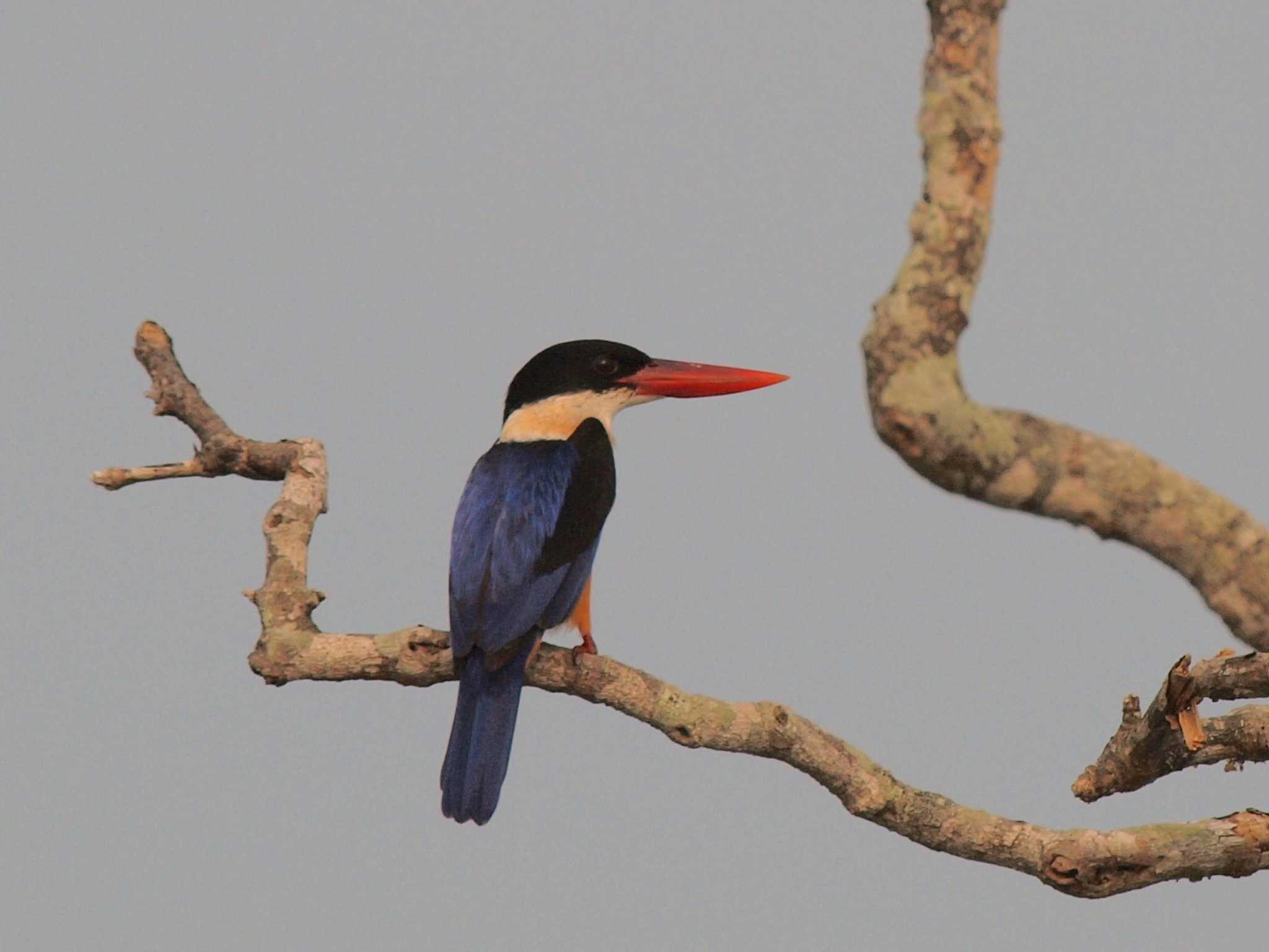 Black-capped Kingfisher