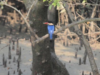 Black-capped Kingfisher Havelock Island Sat, 11/6/2010