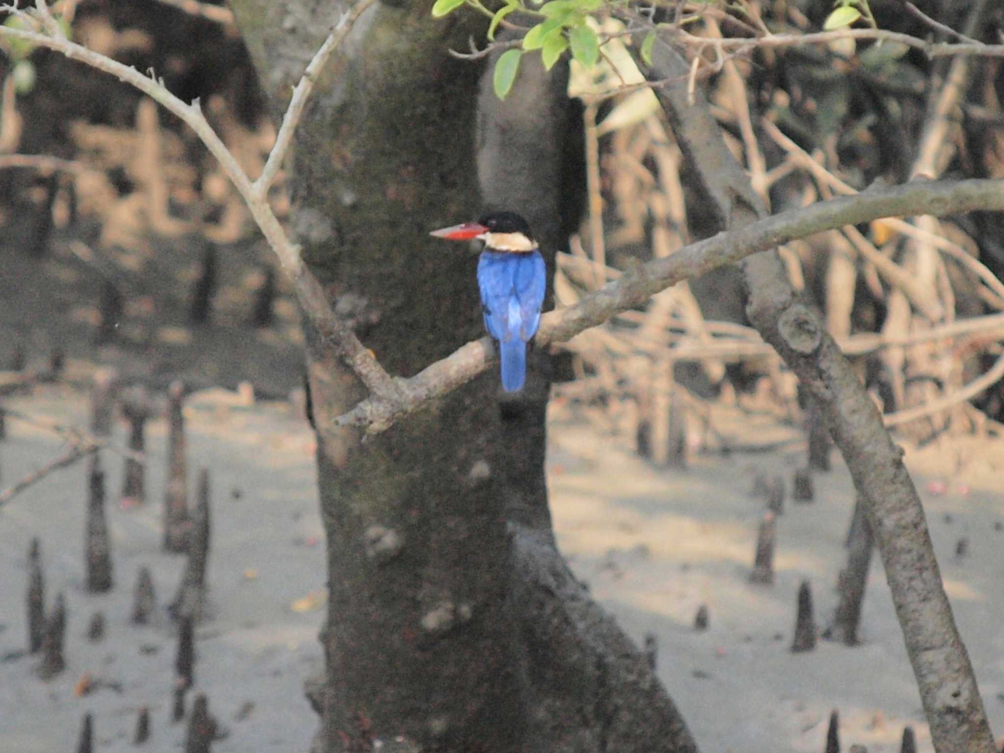 Black-capped Kingfisher