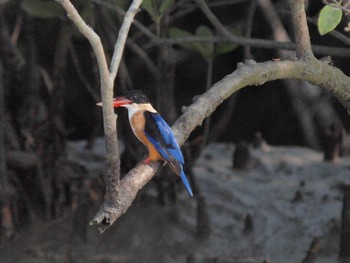 Black-capped Kingfisher Havelock Island Sat, 11/6/2010