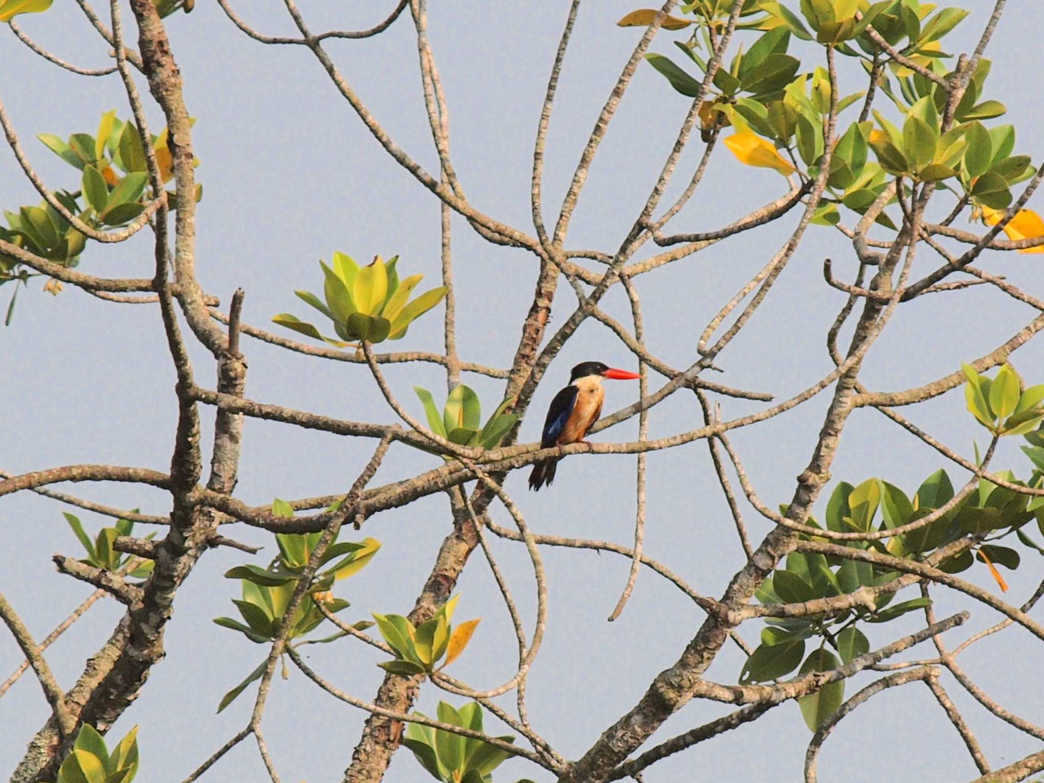 Black-capped Kingfisher