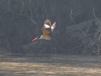 Black-capped Kingfisher Havelock Island Sat, 11/6/2010