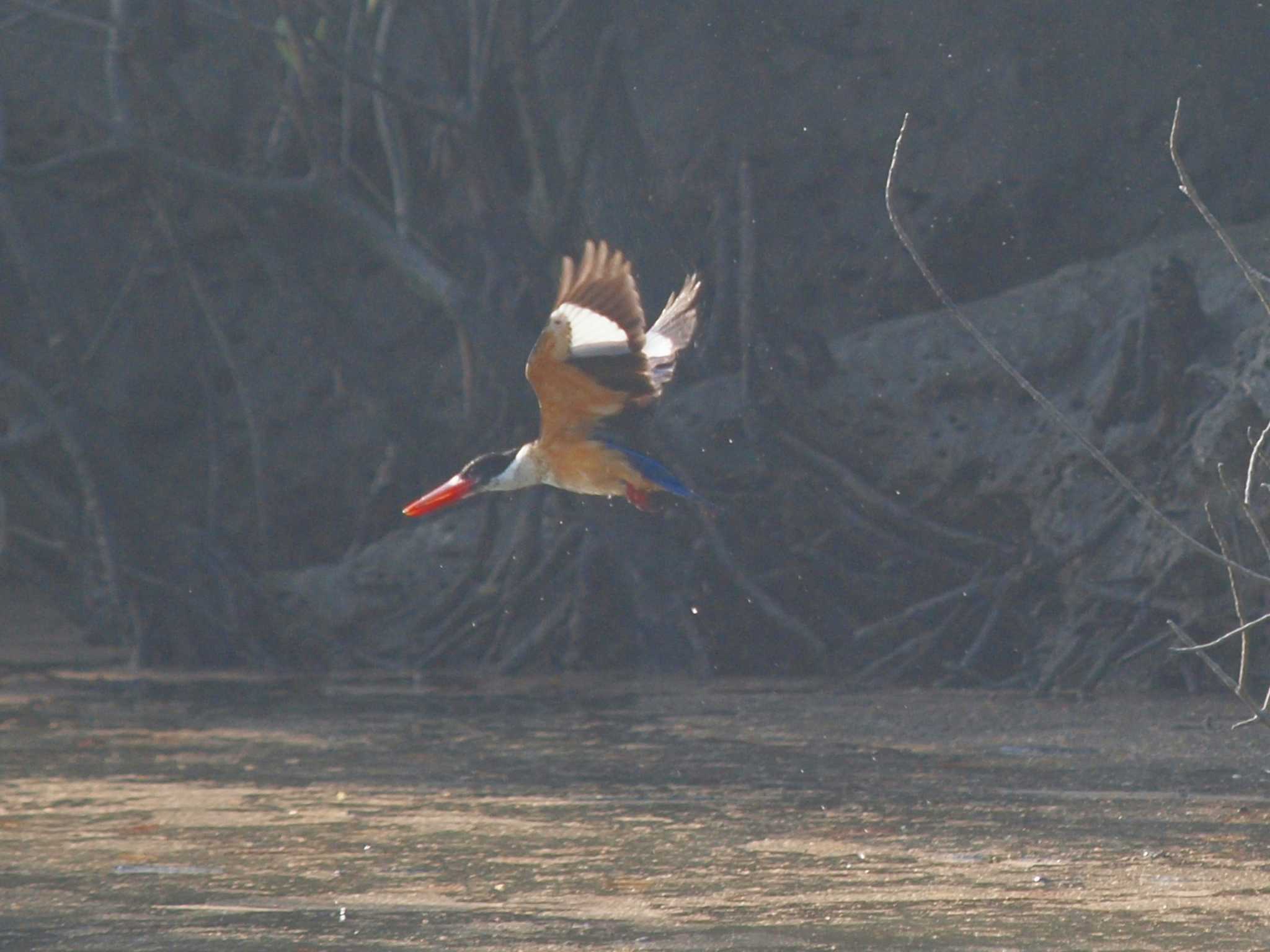 Black-capped Kingfisher