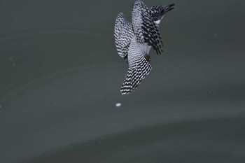 Crested Kingfisher 三田市 Wed, 4/6/2016