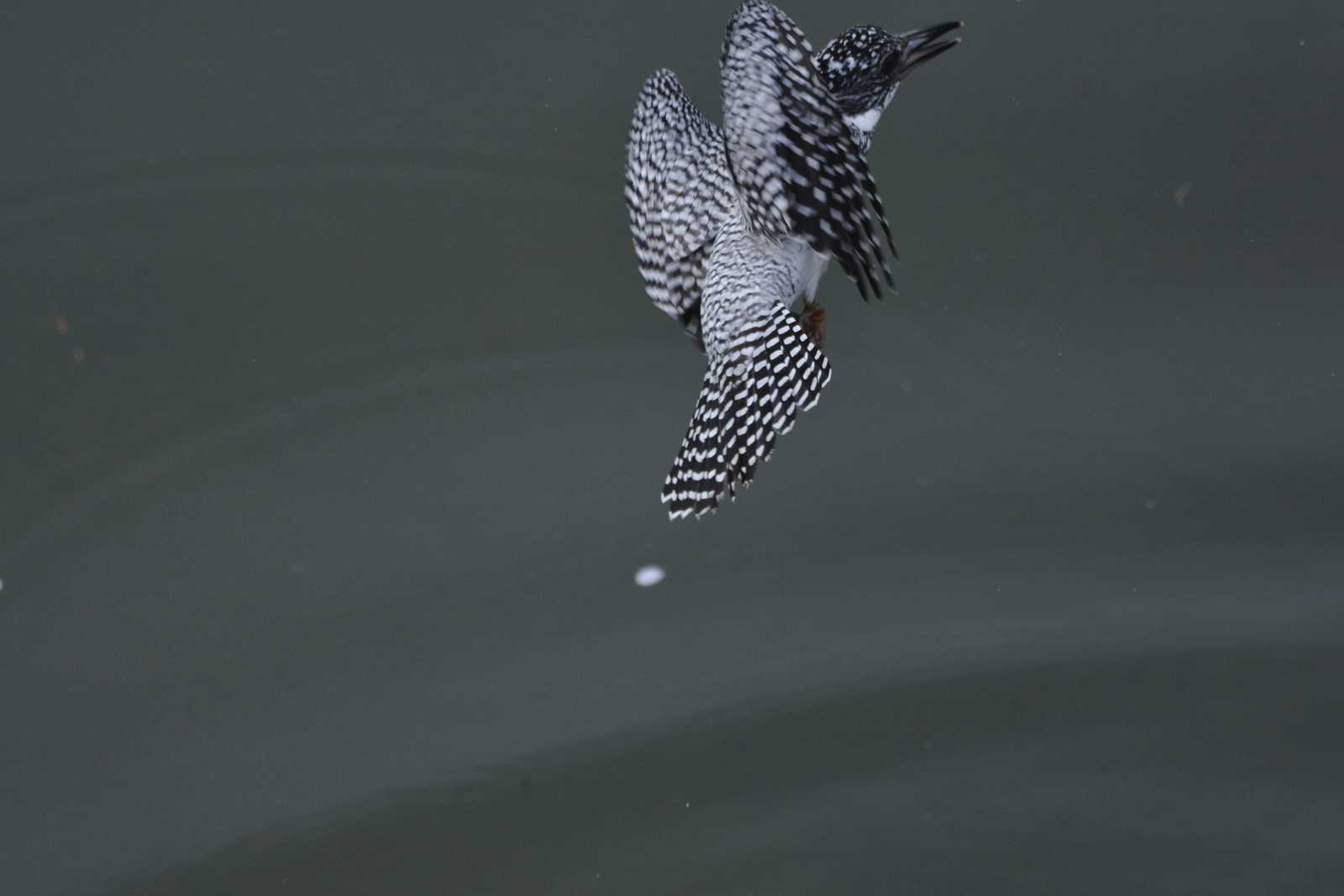 Photo of Crested Kingfisher at 三田市 by masaf123