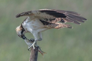 ミサゴ 大阪南港野鳥園 2020年8月21日(金)