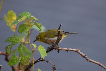 2020年8月20日(木) 川西市の野鳥観察記録