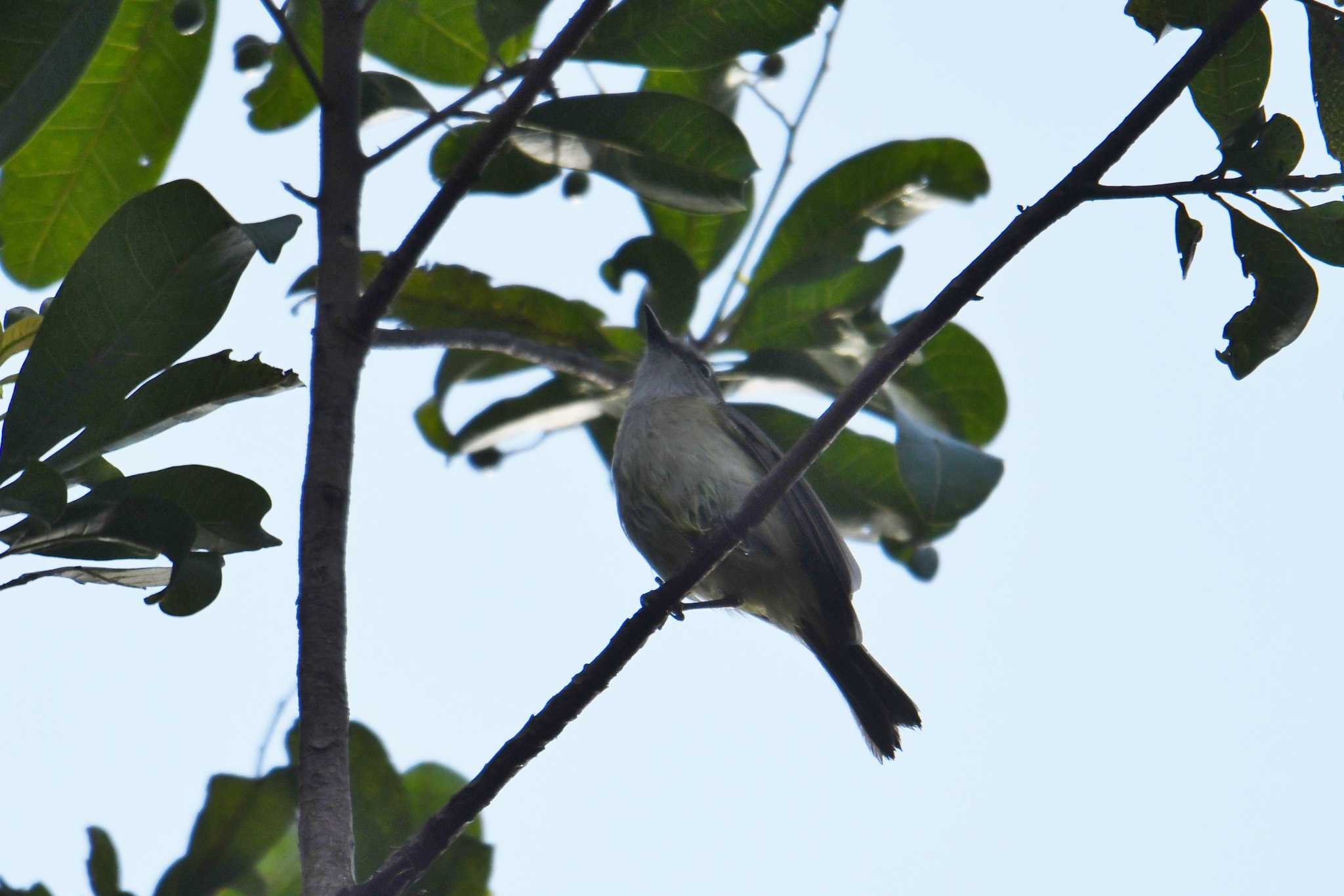 Photo of Large-billed Gerygone at Iron Range National Park by あひる