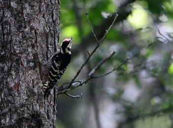 White-backed Woodpecker Senjogahara Marshland Fri, 8/21/2020