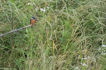 カワセミ 神奈川県 綾瀬市 2016年6月1日(水)