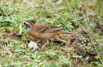 ホオジロ ささやまの森公園(篠山の森公園) 2020年8月22日(土)