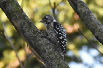 Japanese Pygmy Woodpecker 花の都公園周辺（山中湖） Fri, 8/21/2020