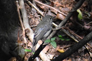 Narcissus Flycatcher 西湖野鳥の森公園 Fri, 8/21/2020