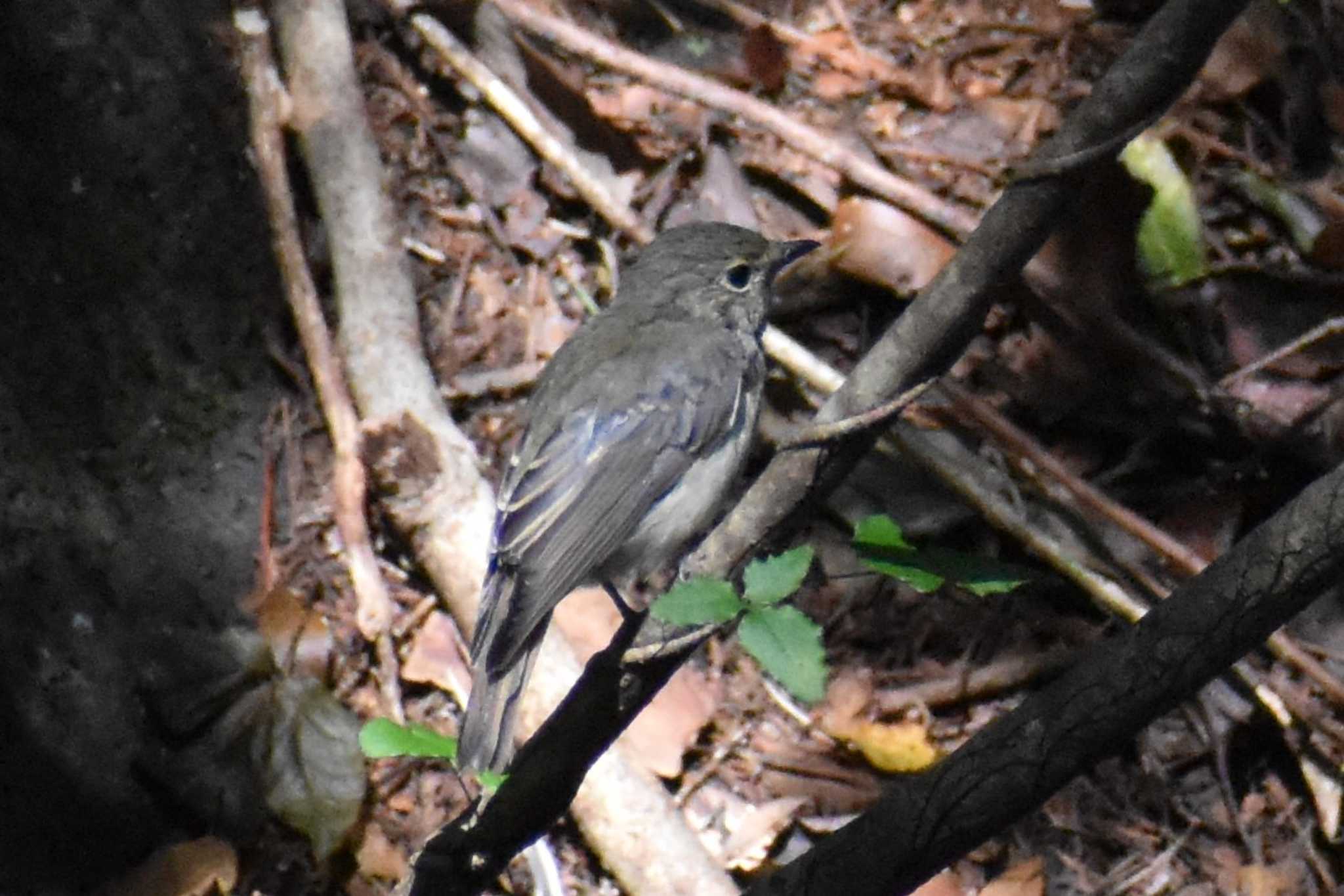 西湖野鳥の森公園 キビタキの写真 by 塩コンブ