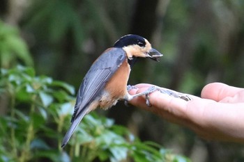 Varied Tit 西湖野鳥の森公園 Fri, 8/21/2020