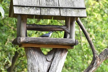 Eurasian Nuthatch 西湖野鳥の森公園 Fri, 8/21/2020