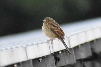 2020年8月21日(金) 花の都公園周辺の野鳥観察記録