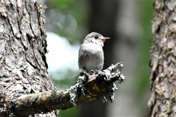 Asian Brown Flycatcher 富士パインズパーク(諏訪の森自然公園) Fri, 7/24/2020