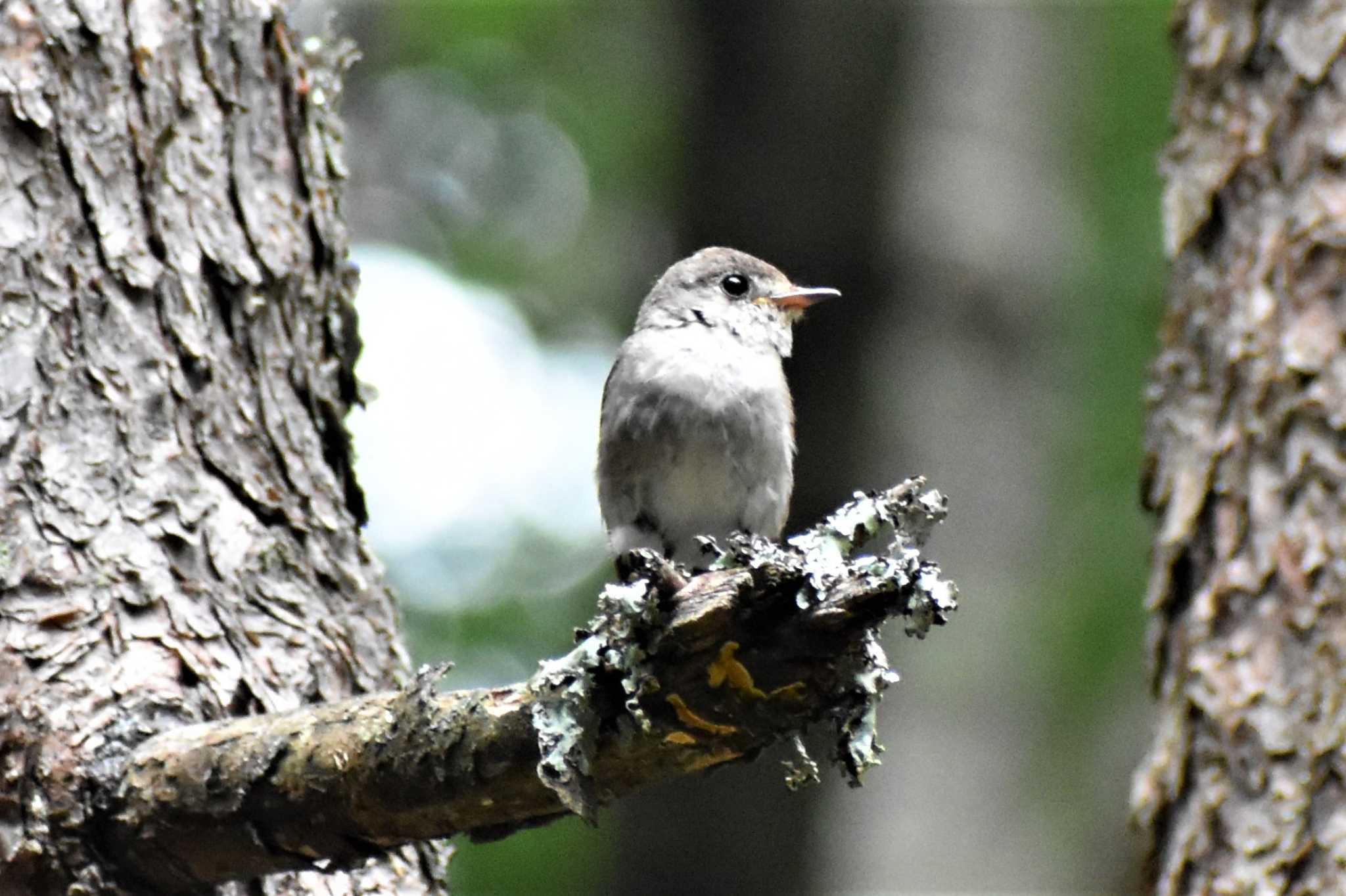 富士パインズパーク(諏訪の森自然公園) コサメビタキの写真 by 塩コンブ