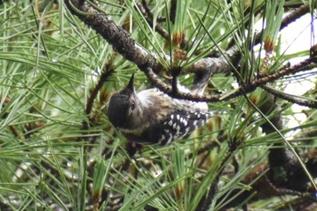 Japanese Pygmy Woodpecker Yamanakako Lake Fri, 7/24/2020