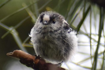 Long-tailed Tit Yamanakako Lake Fri, 7/24/2020