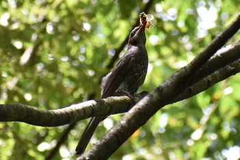 Sun, 8/2/2020 Birding report at 道志の湯