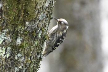 Japanese Pygmy Woodpecker 大月市真木（大峠） Sat, 8/8/2020